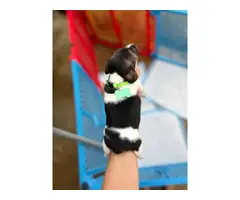 Purebred tri-color jack russell puppies - 7