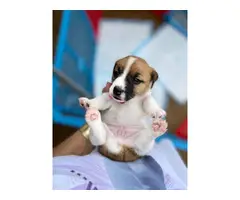 Purebred tri-color jack russell puppies - 9