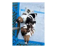 Purebred tri-color jack russell puppies - 10