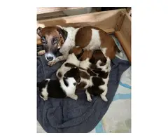 Purebred tri-color jack russell puppies - 11