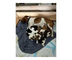 Purebred tri-color jack russell puppies - 12