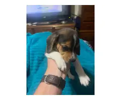 3 AKC beagle puppies for sale