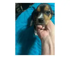 3 AKC beagle puppies for sale - 2