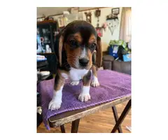 3 AKC beagle puppies for sale - 4