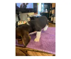 3 AKC beagle puppies for sale - 5