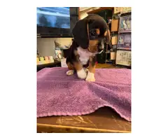 3 AKC beagle puppies for sale - 6
