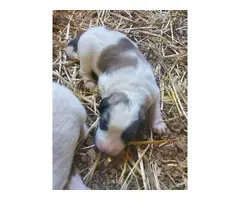 Livestock Guardian puppies for sale - 3