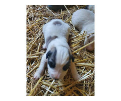 Livestock Guardian puppies for sale