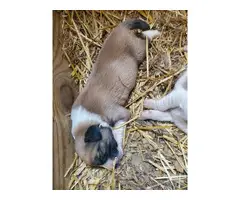 Livestock Guardian puppies for sale - 6