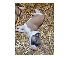Livestock Guardian puppies for sale - 7