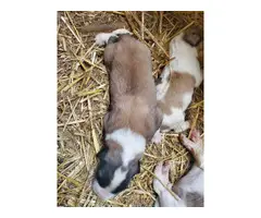 Livestock Guardian puppies for sale - 10