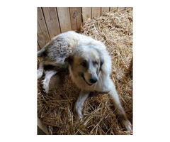 Livestock Guardian puppies for sale