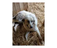Livestock Guardian puppies for sale - 11