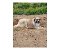 Livestock Guardian puppies for sale - 12