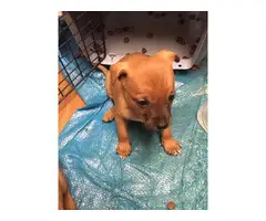 Chihuahua-Dachshund mix puppies - 2