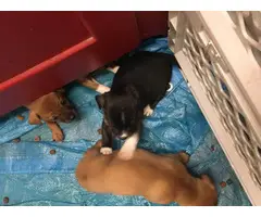 Chihuahua-Dachshund mix puppies - 4