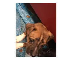 Chihuahua-Dachshund mix puppies - 5