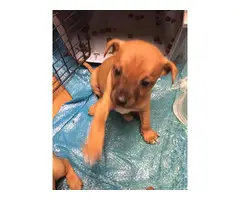 Chihuahua-Dachshund mix puppies - 6