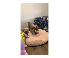 3 months old Pit bull puppies - 2