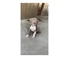 3 months old Pit bull puppies - 3