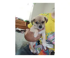 Chihuahua puppies for good homes - 5