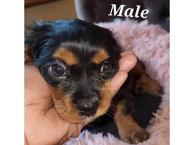 Male and female Cavachon puppies for sale - 1/9