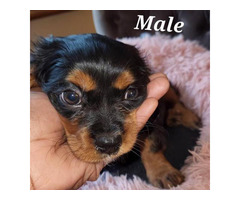 Male and female Cavachon puppies for sale