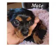 Male and female Cavachon puppies for sale - 1