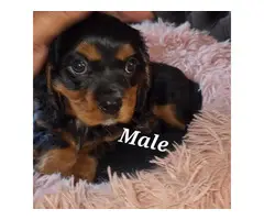 Male and female Cavachon puppies for sale - 2
