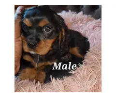Male and female Cavachon puppies for sale - 3