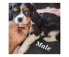 Male and female Cavachon puppies for sale - 4