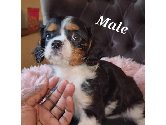 Male and female Cavachon puppies for sale - 5/9
