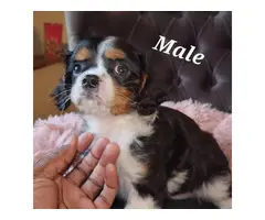 Male and female Cavachon puppies for sale - 5