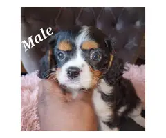 Male and female Cavachon puppies for sale - 6