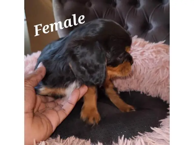 Male and female Cavachon puppies for sale - 7/9