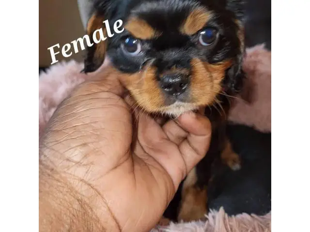 Male and female Cavachon puppies for sale - 8/9