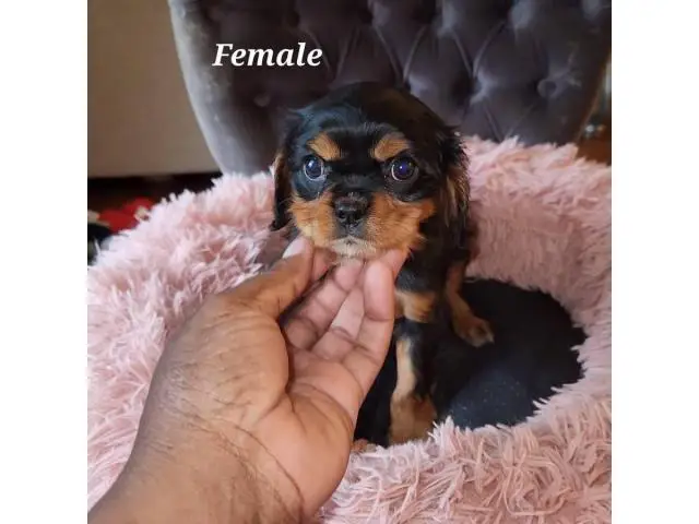 Male and female Cavachon puppies for sale - 9/9