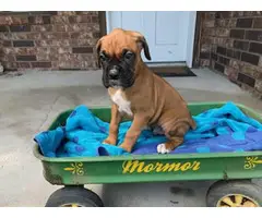5 AKC Boxer Puppies for sale - 2
