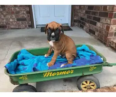 5 AKC Boxer Puppies for sale - 3
