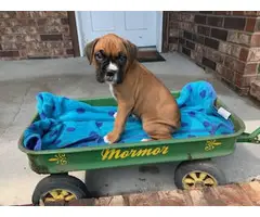 5 AKC Boxer Puppies for sale - 4