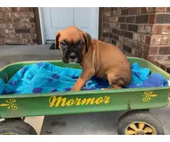 5 AKC Boxer Puppies for sale - 5