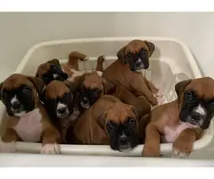 5 AKC Boxer Puppies for sale - 6
