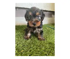 10 weeks male yorkie puppies for sale