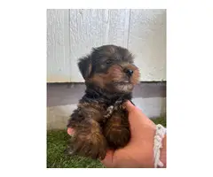 10 weeks male yorkie puppies for sale - 2