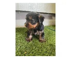 10 weeks male yorkie puppies for sale - 3