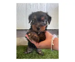10 weeks male yorkie puppies for sale - 4