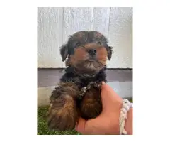 10 weeks male yorkie puppies for sale - 5