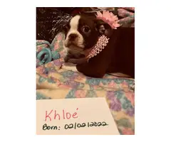 5 Boston Terrier Puppies in Need of Loving Homes - 2