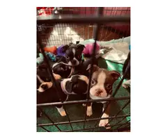 5 Boston Terrier Puppies in Need of Loving Homes - 7