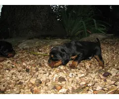 Registered Gordon Setter puppies for sale